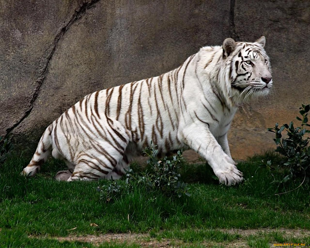 животные, тигры