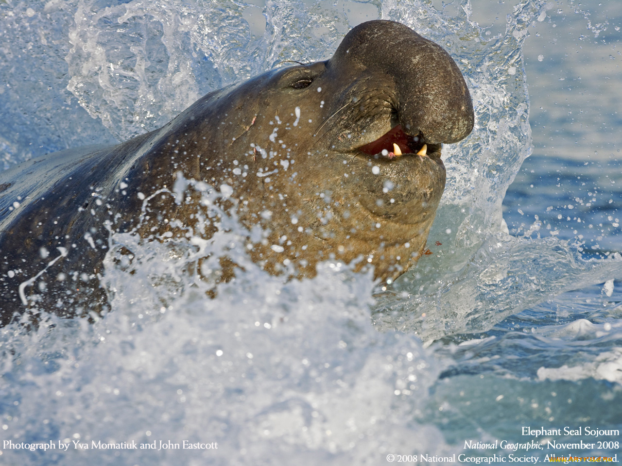 животные, морские, коровы, слоны