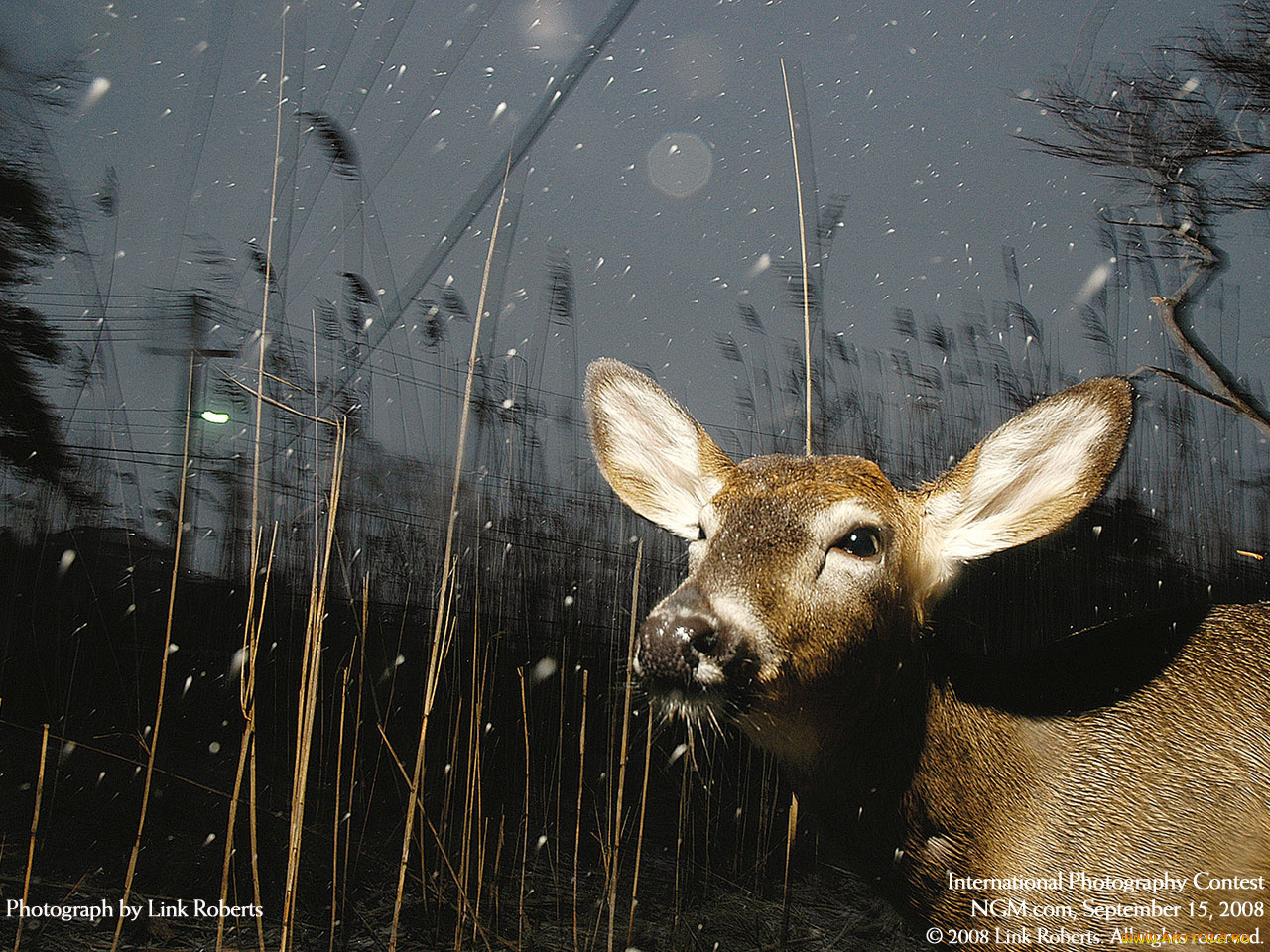 животные, олени