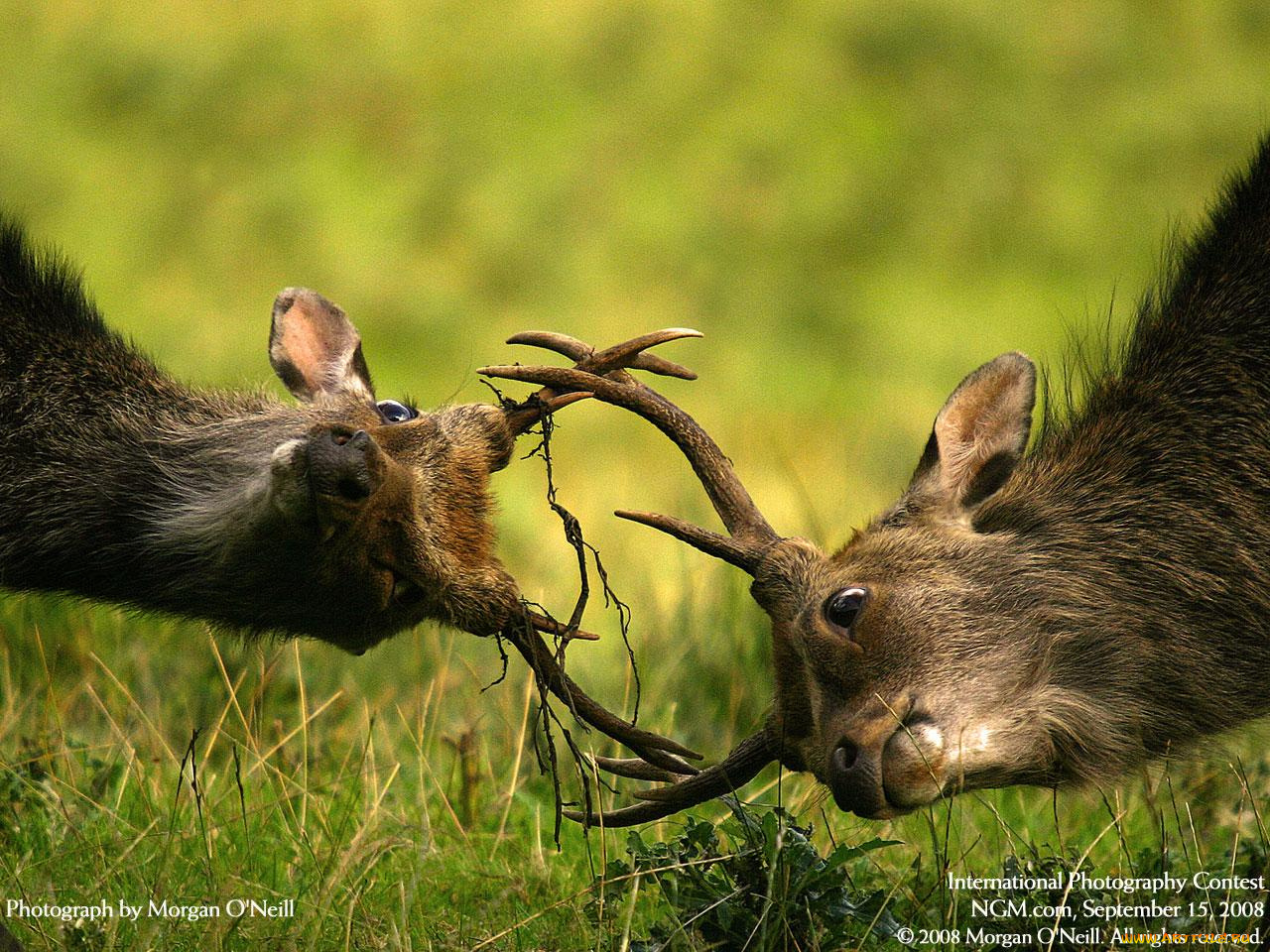 животные, олени