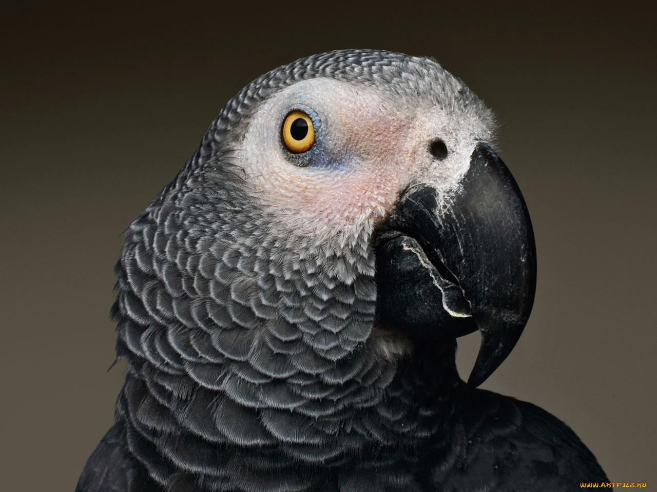 животные, попугаи