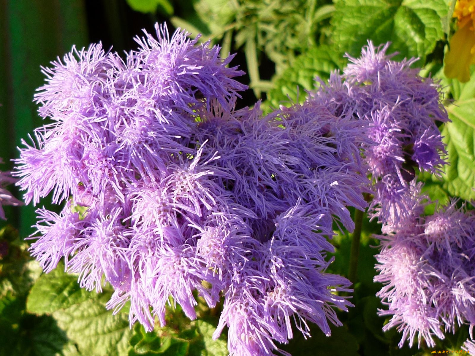 цветы, агератум