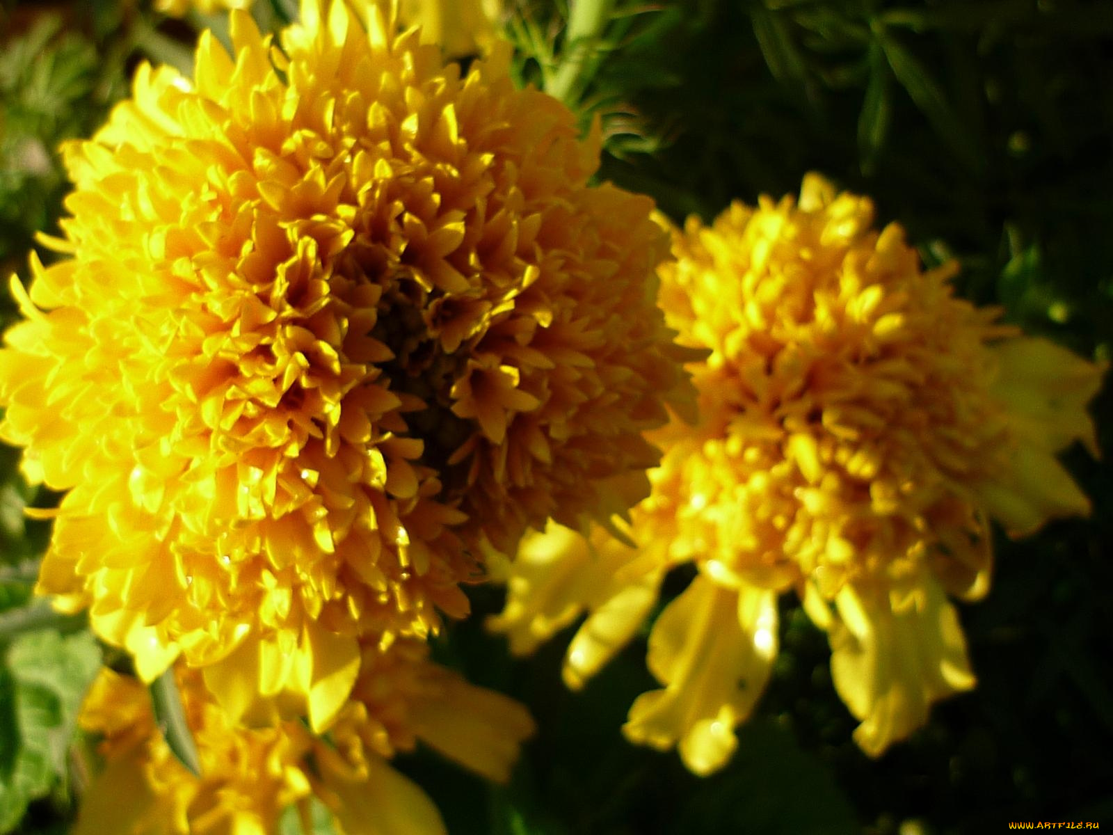 цветы, бархатцы