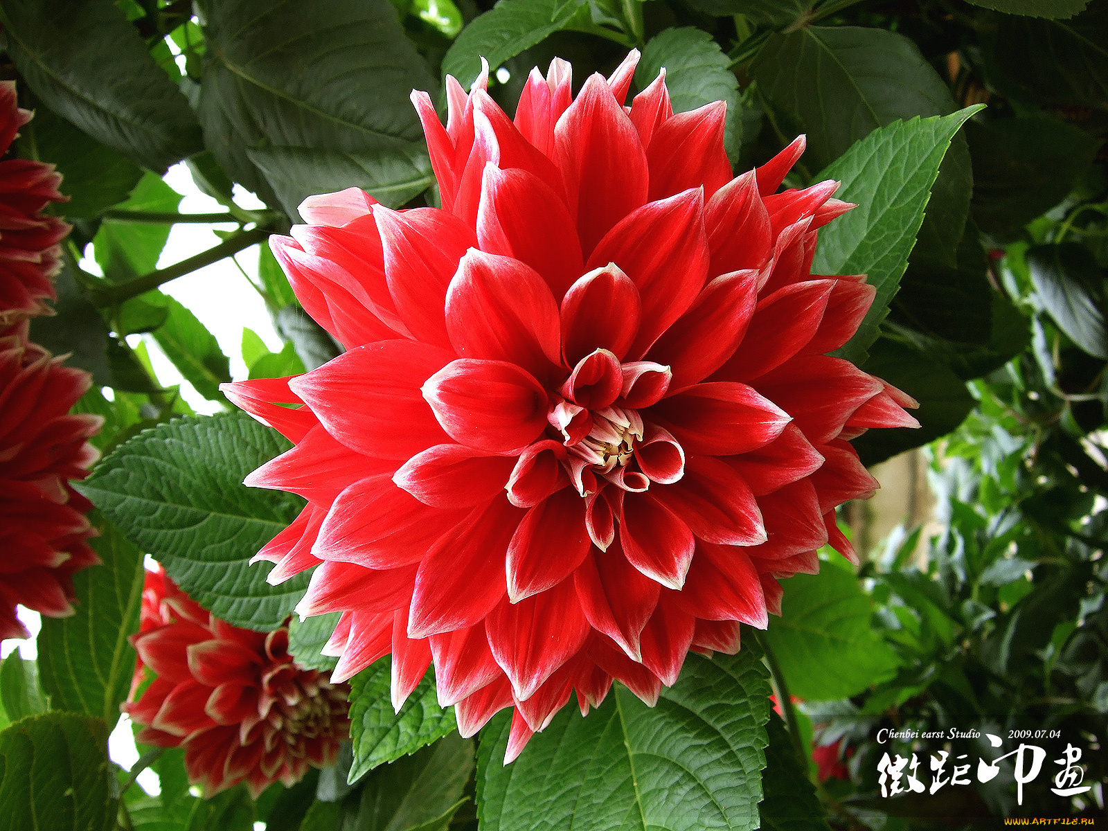 цветы, георгины