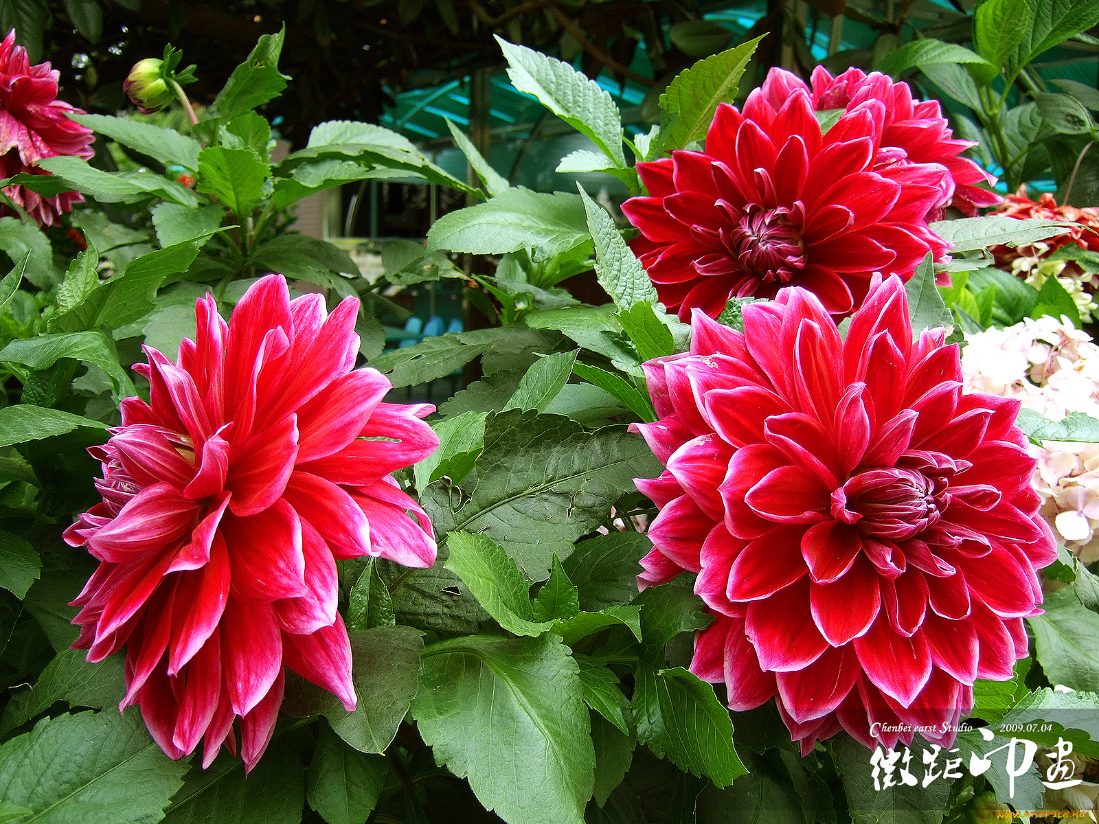 цветы, георгины