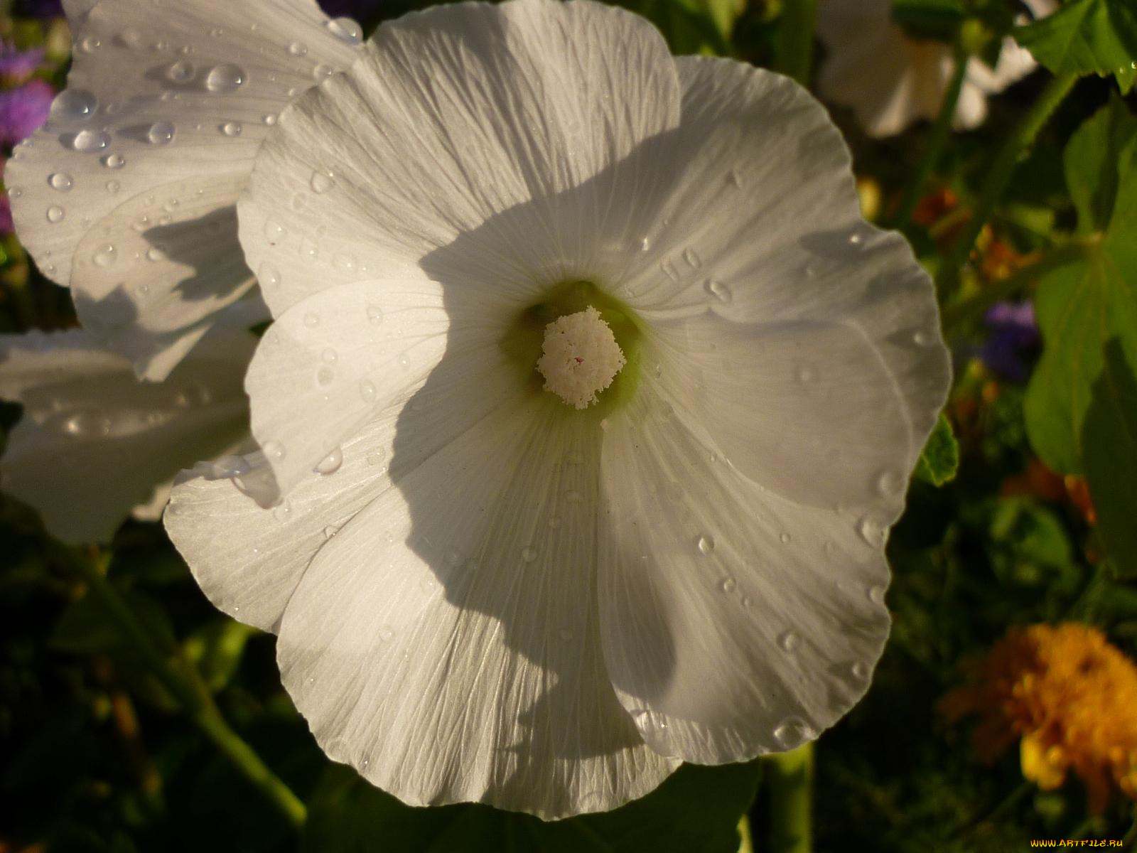 цветы, лаватера