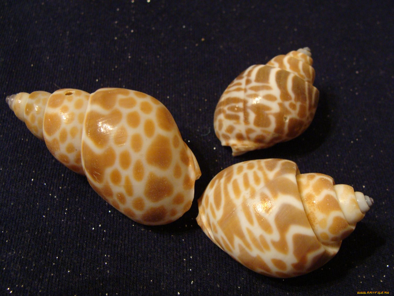 разное, ракушки, кораллы, декоративные, spa, камни