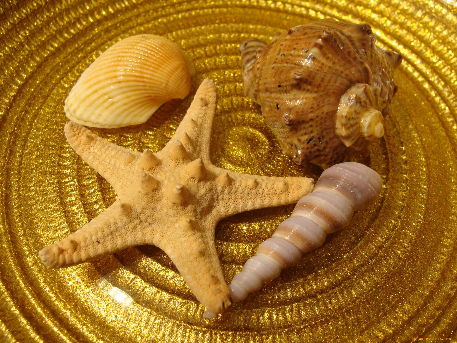 разное, ракушки, кораллы, декоративные, spa, камни