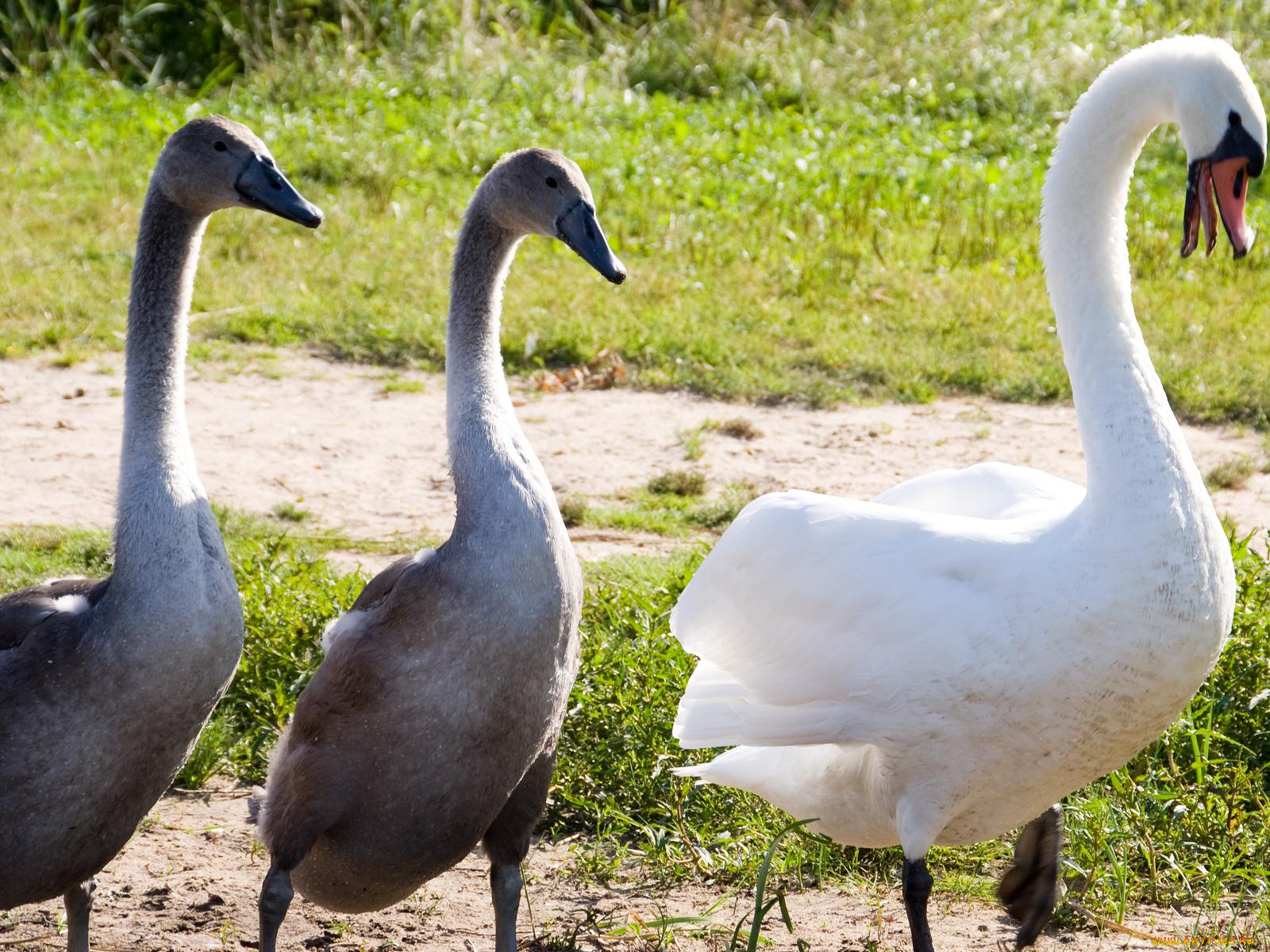 животные, лебеди
