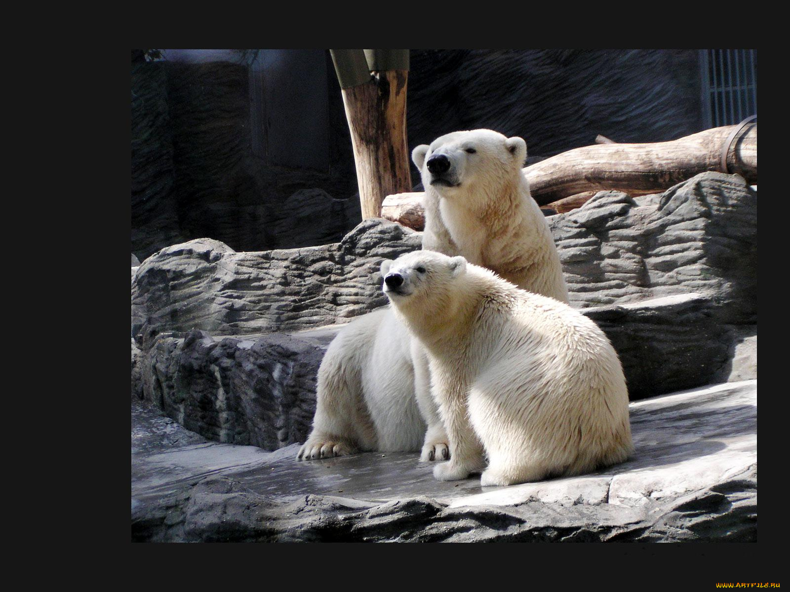 животные, медведи