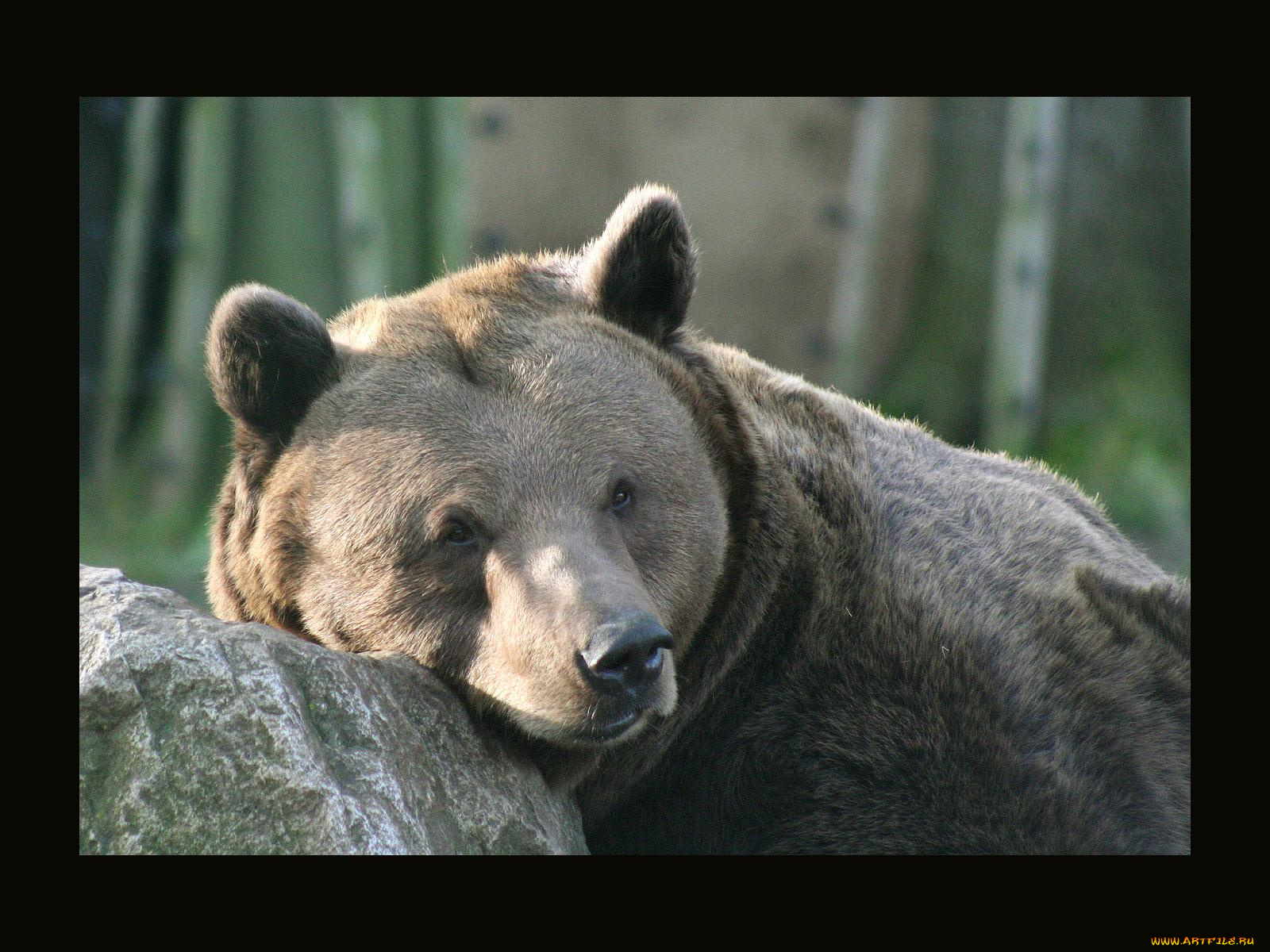животные, медведи
