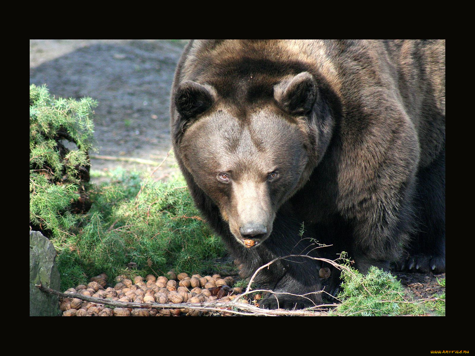 животные, медведи