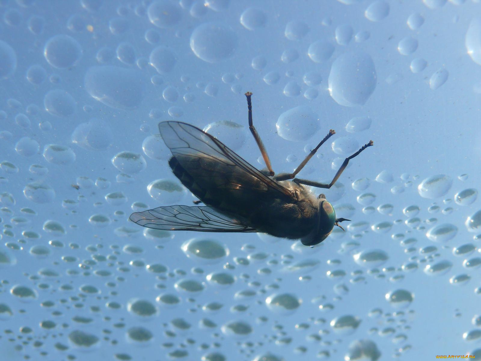 животные, насекомые