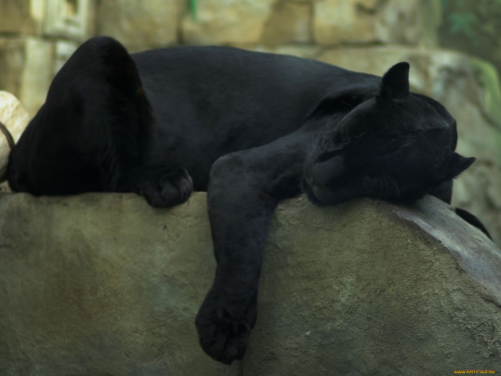 животные, пантеры