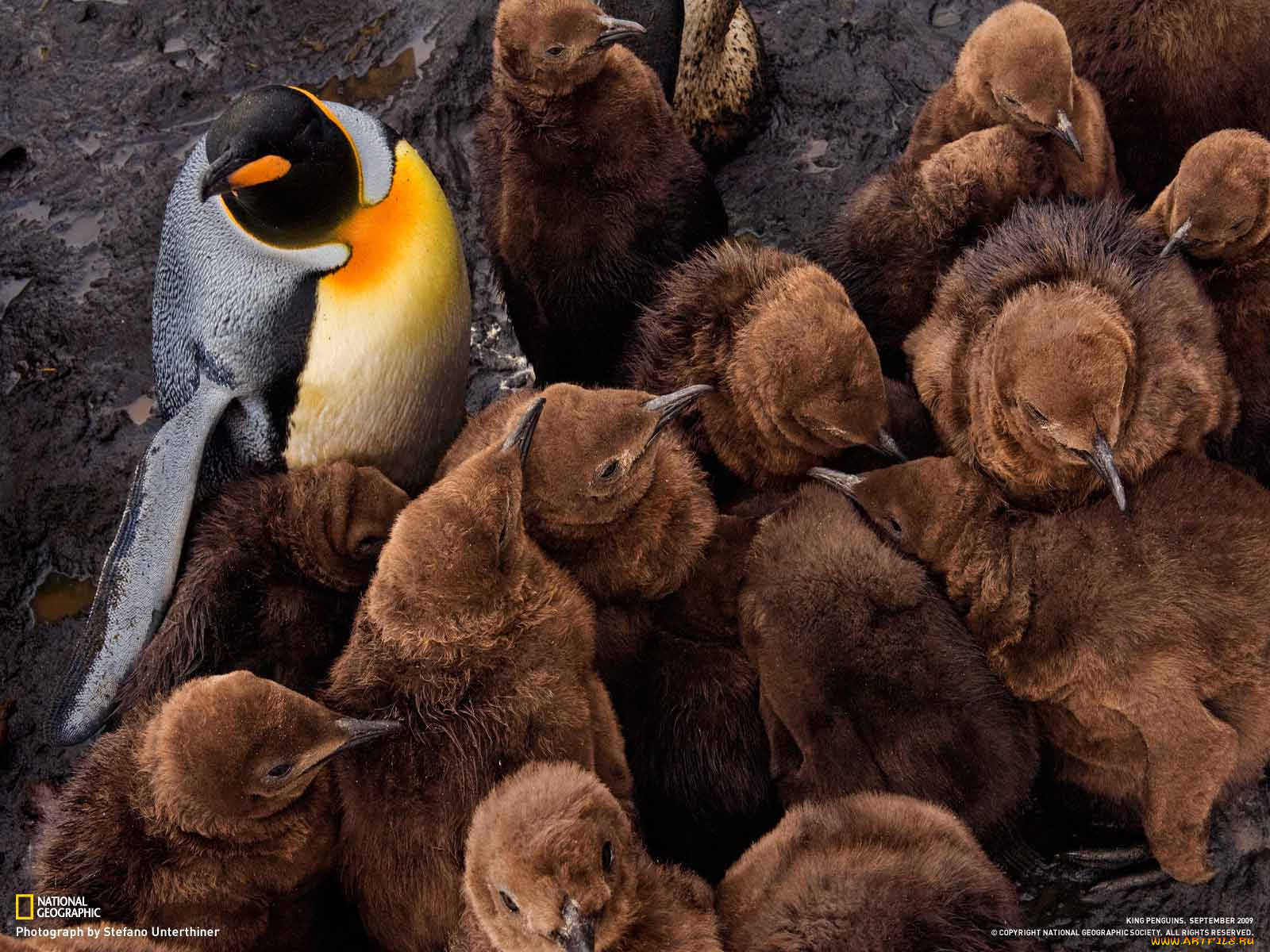 животные, пингвины