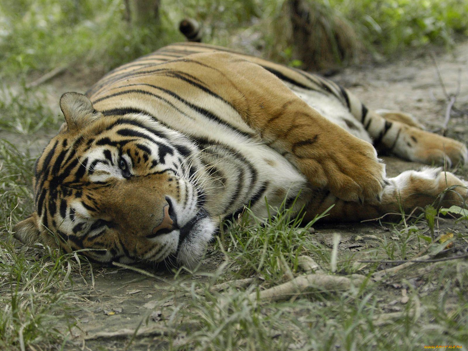 животные, тигры