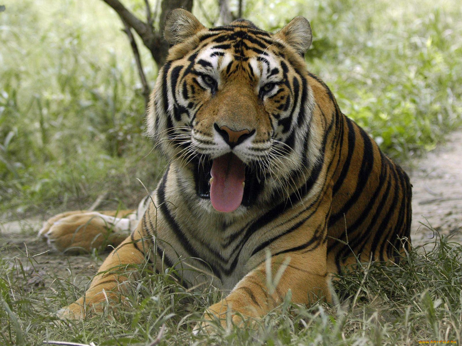 животные, тигры