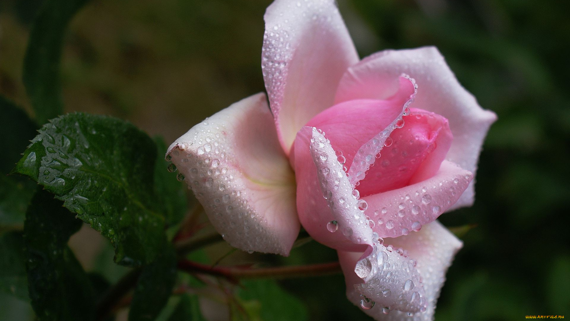 цветы, розы