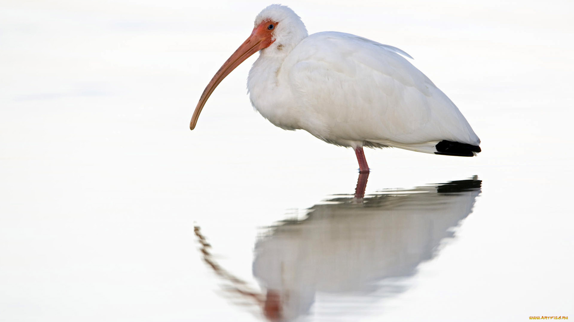 животные, ибисы, колпицы