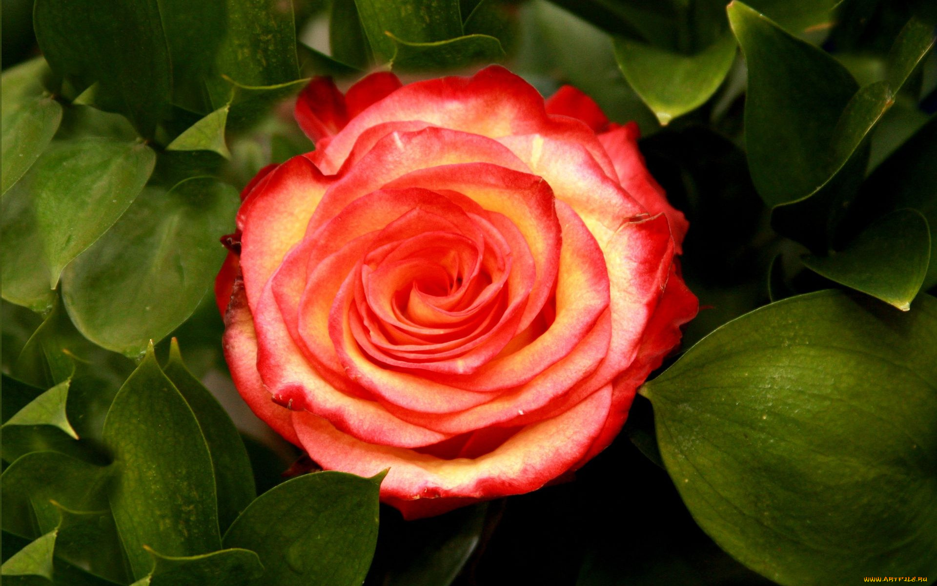 цветы, розы