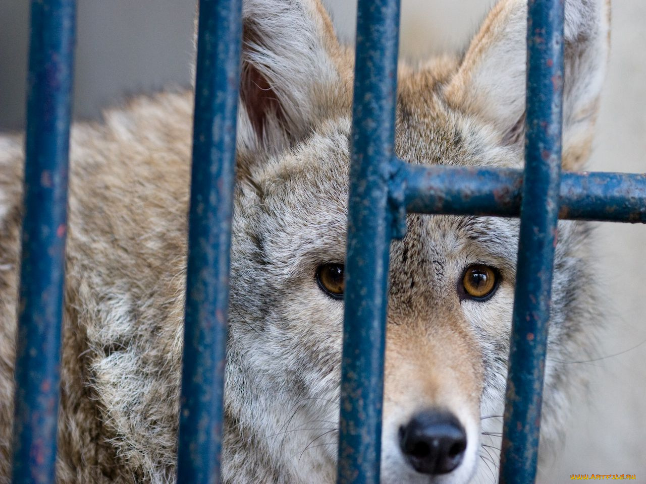 животные, волки
