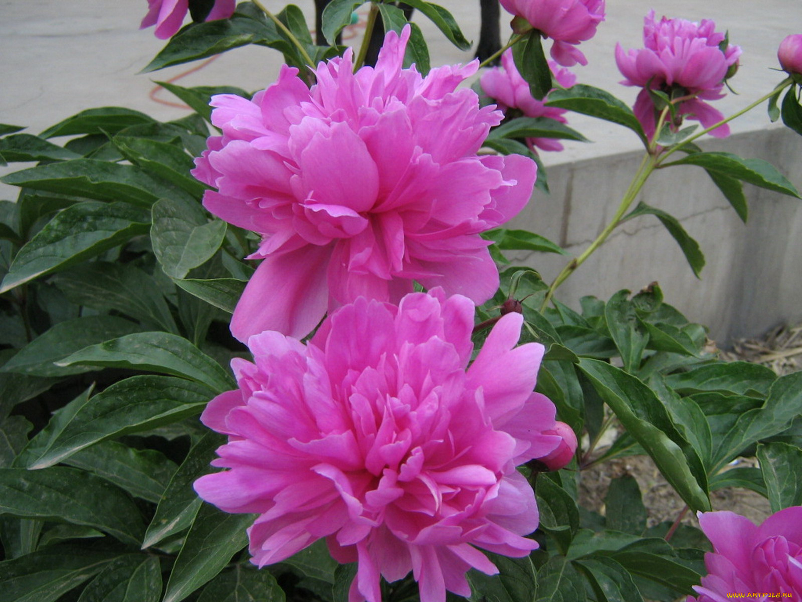 цветы, пионы
