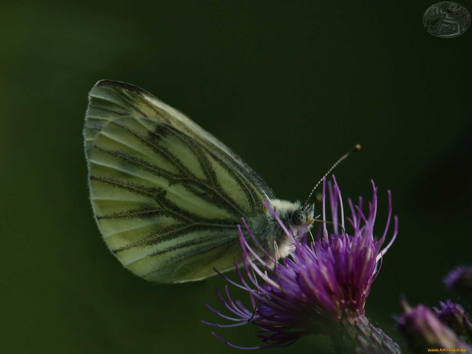 животные, бабочки