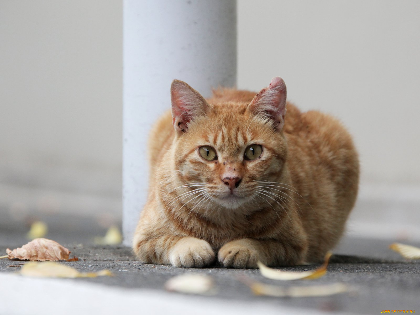 животные, коты