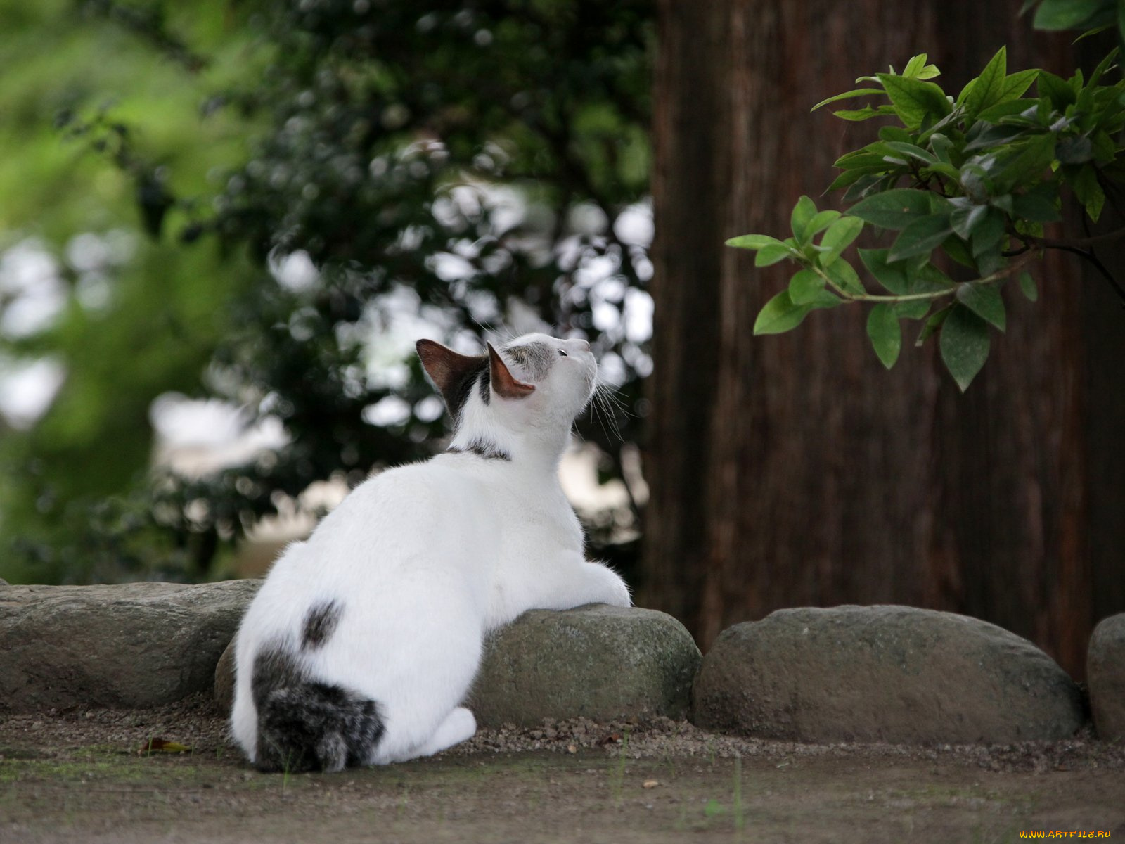животные, коты