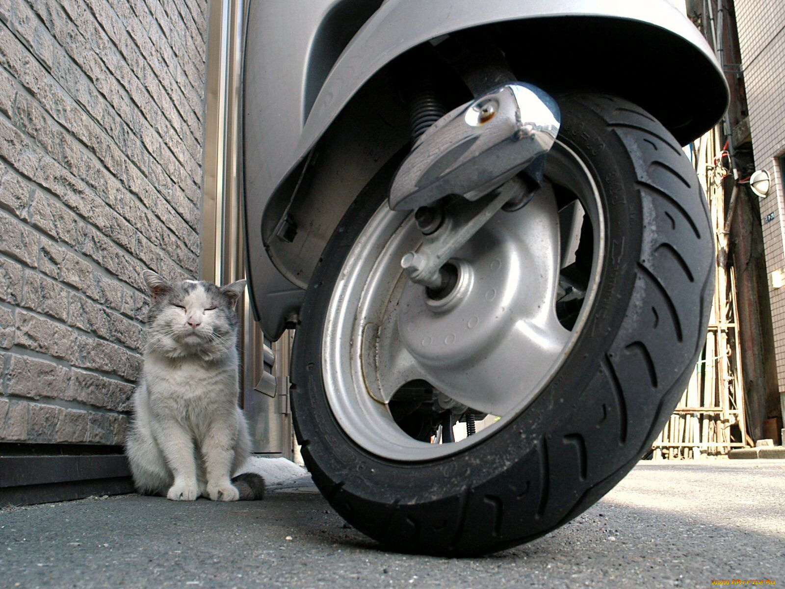 животные, коты