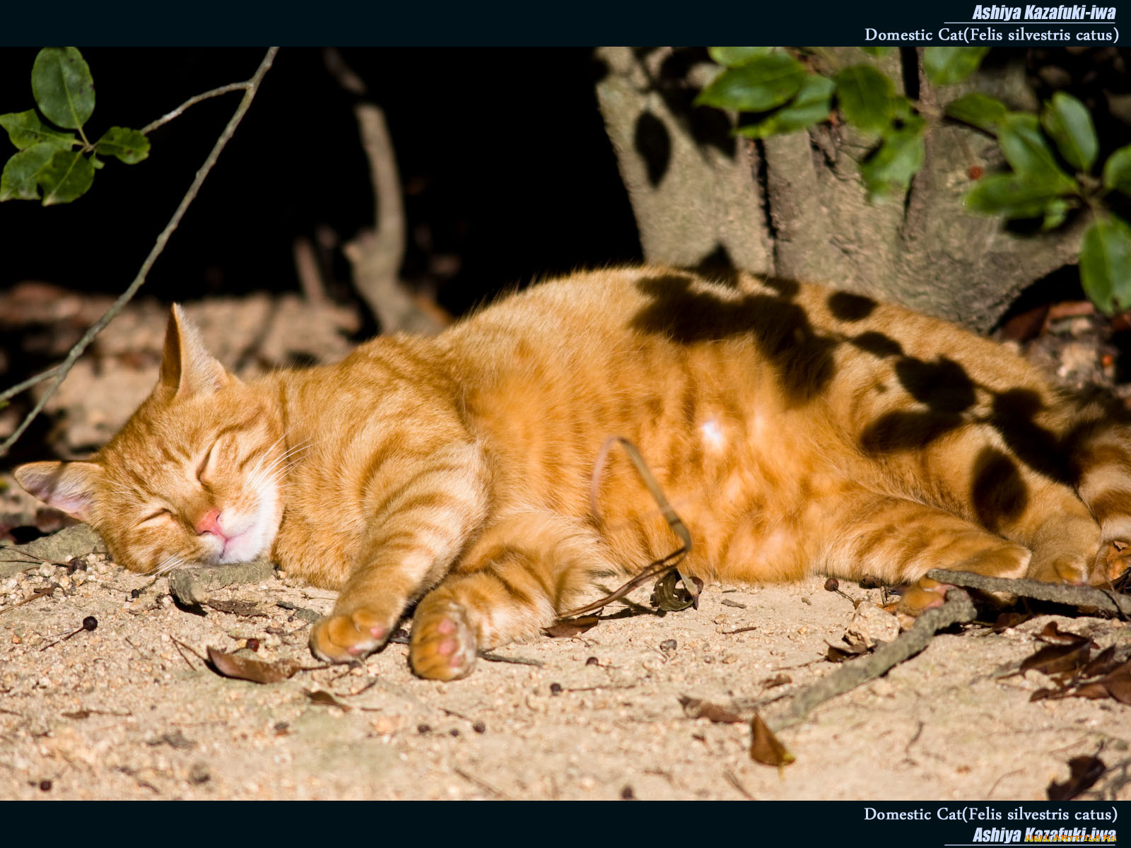 животные, коты