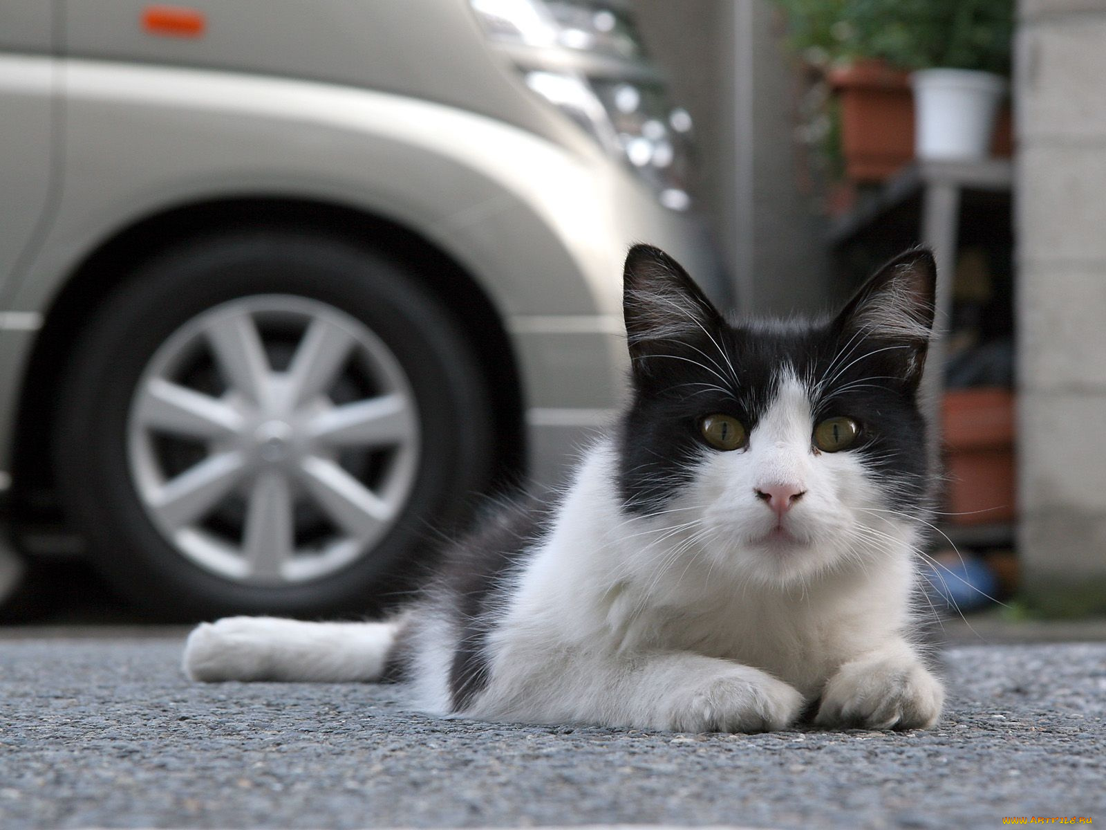 животные, коты