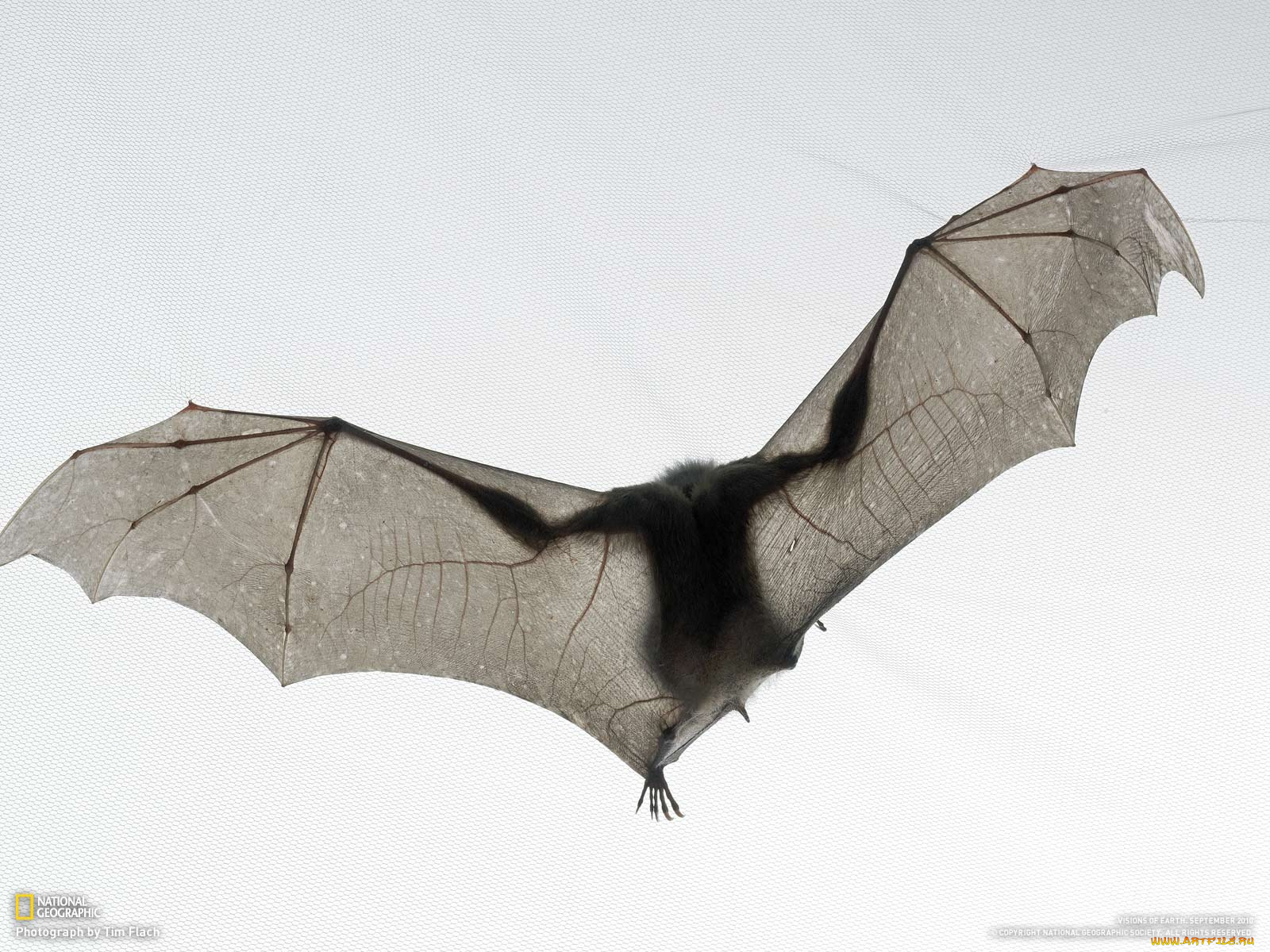 животные, летучие, мыши