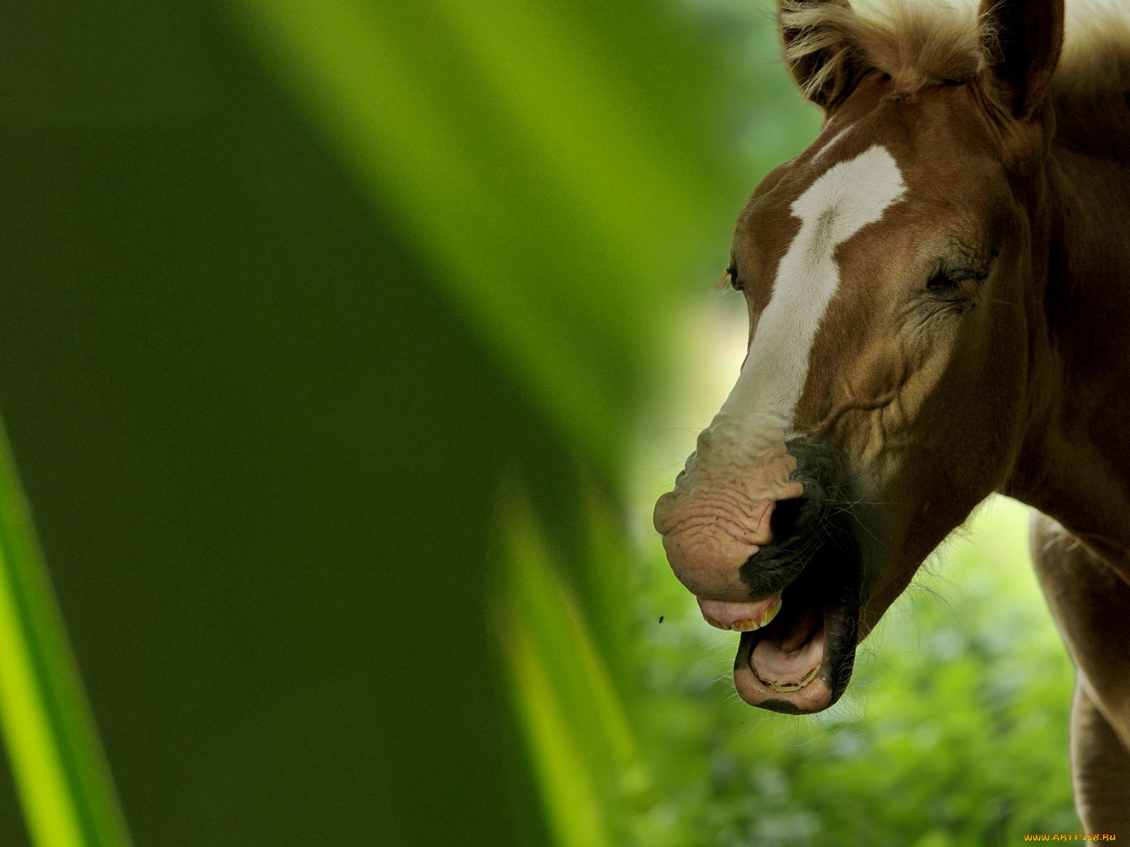 животные, лошади