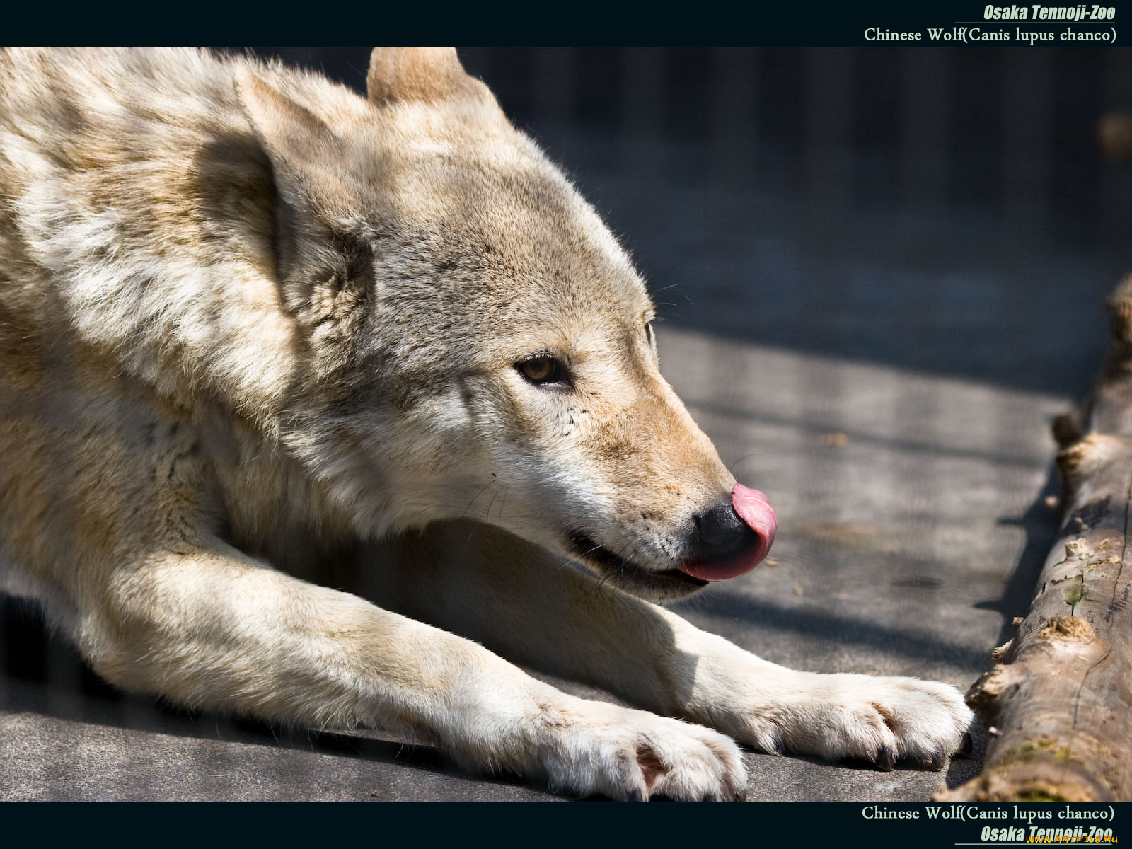 животные, волки