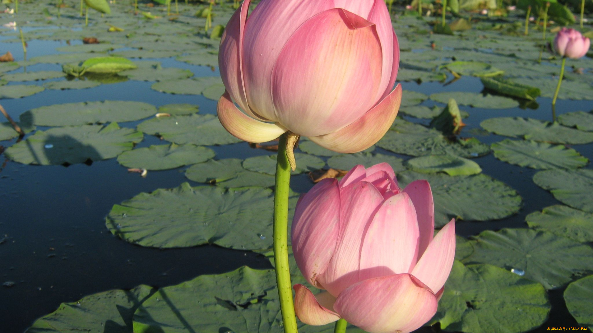 цветы, лотосы