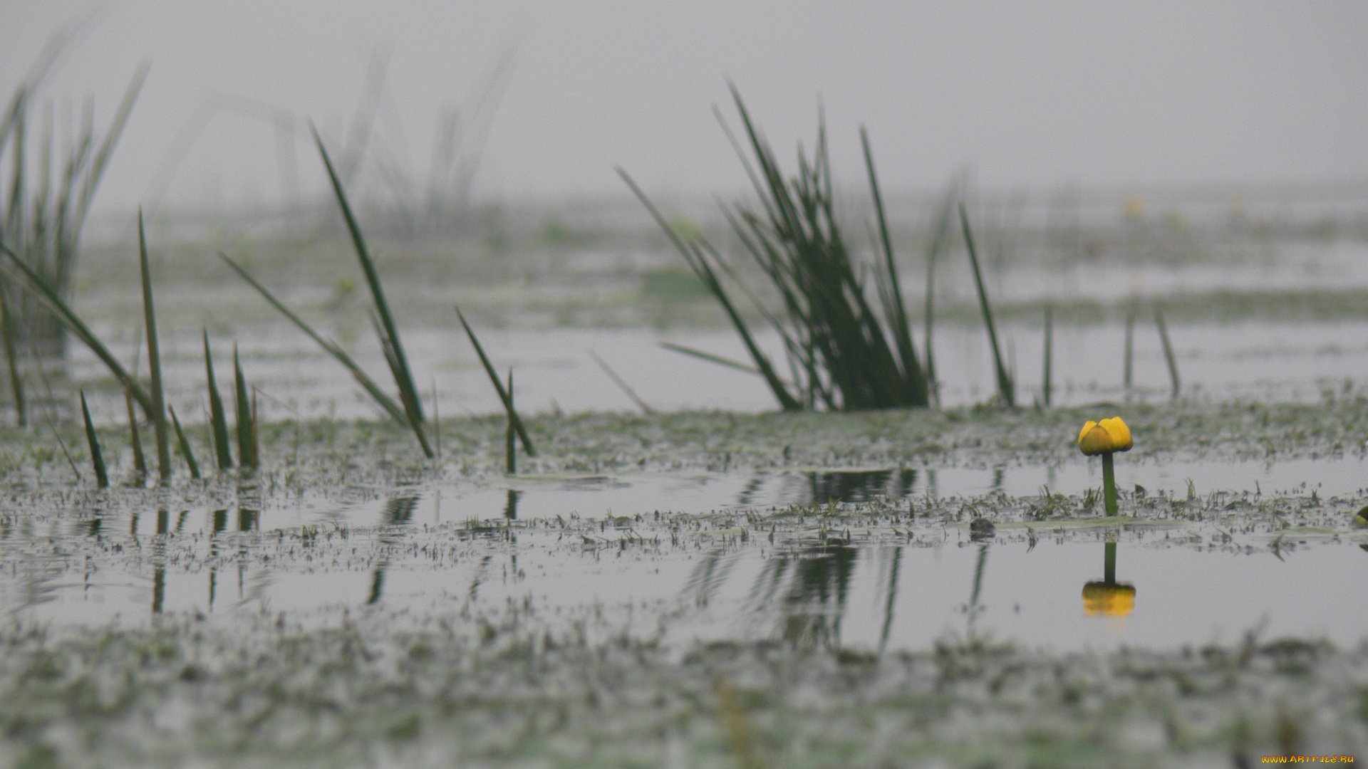 кувшинка, тумане, природа, реки, озера