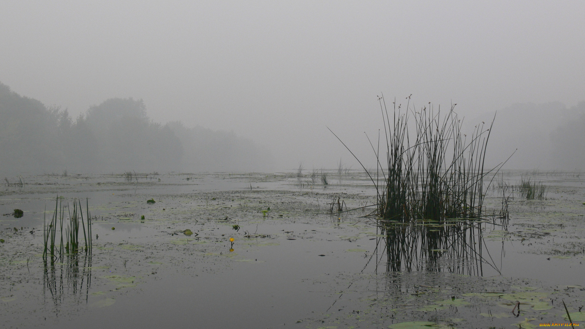 речка, тумане, природа, реки, озера