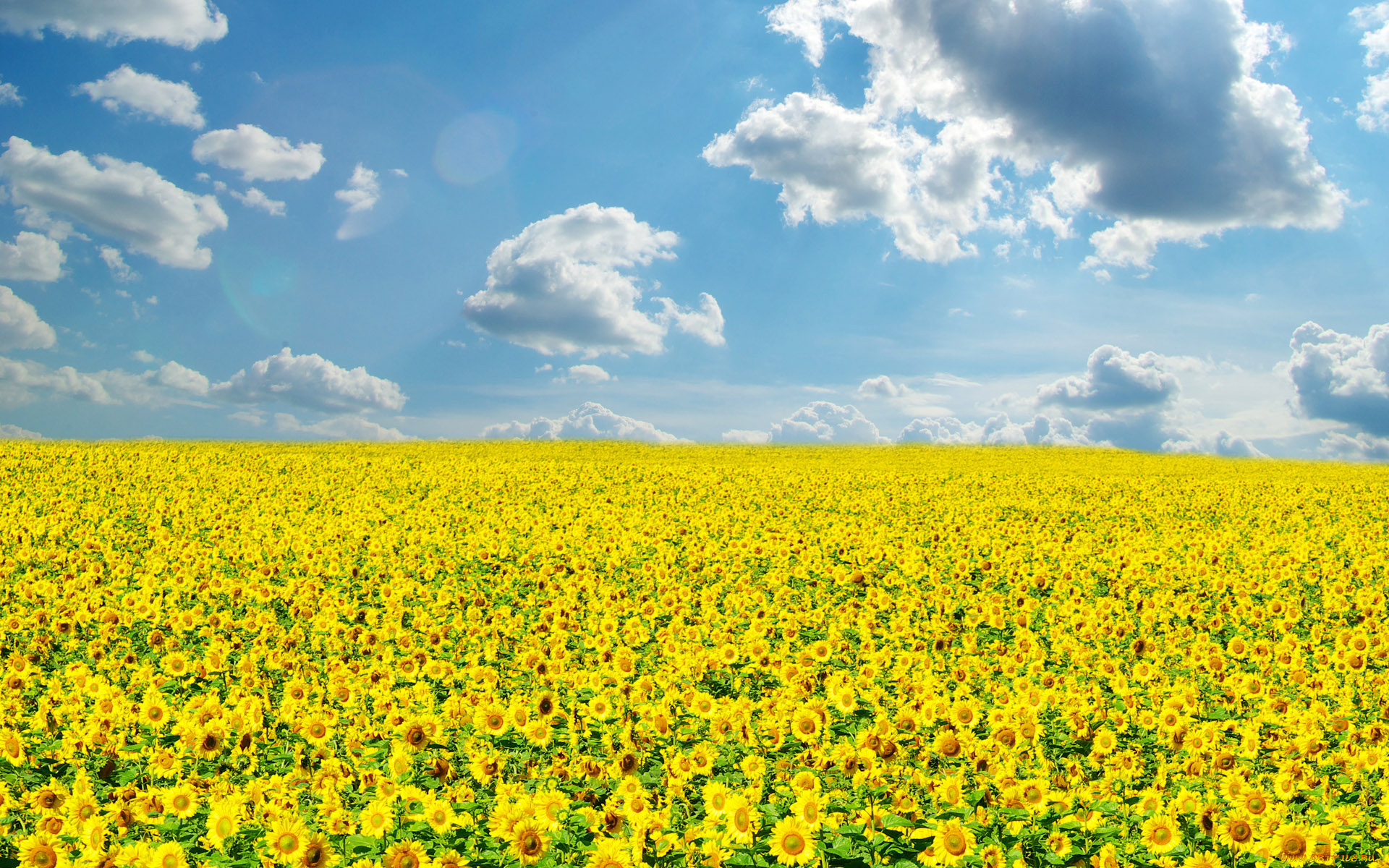 цветы, подсолнухи