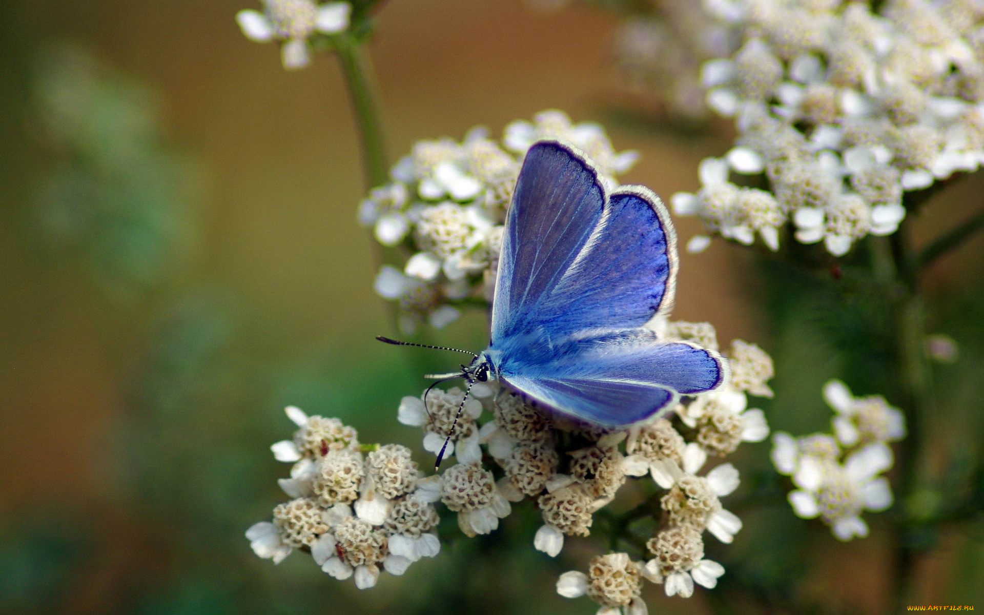 животные, бабочки