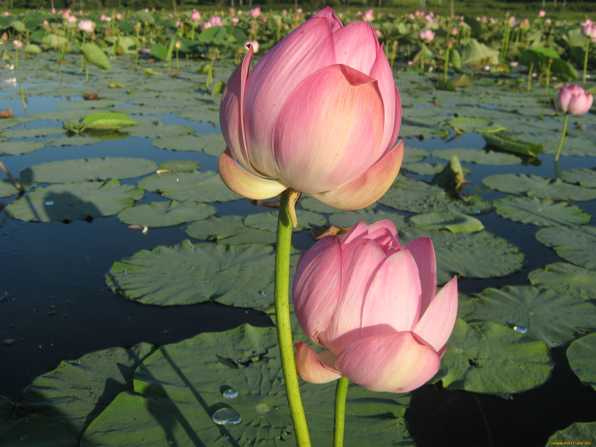 цветы, лотосы