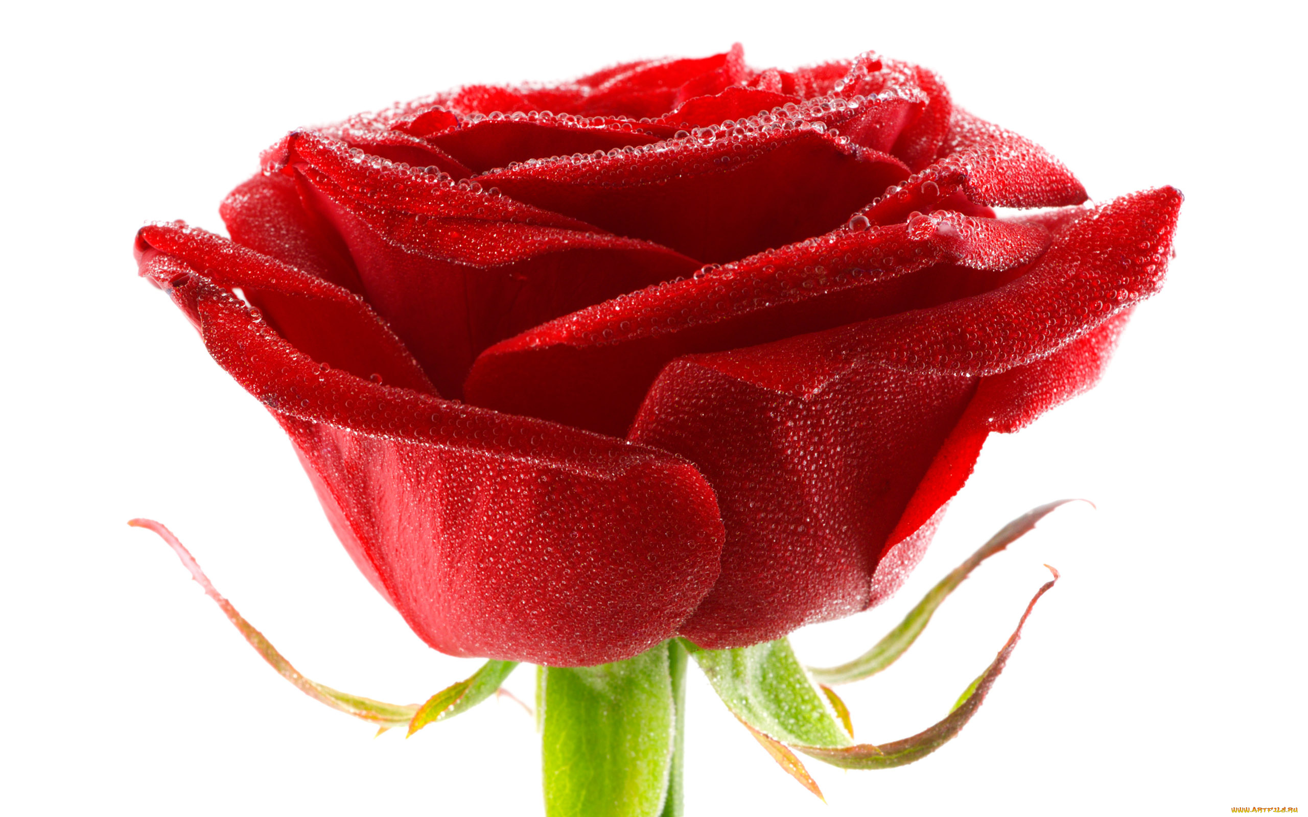 цветы, розы