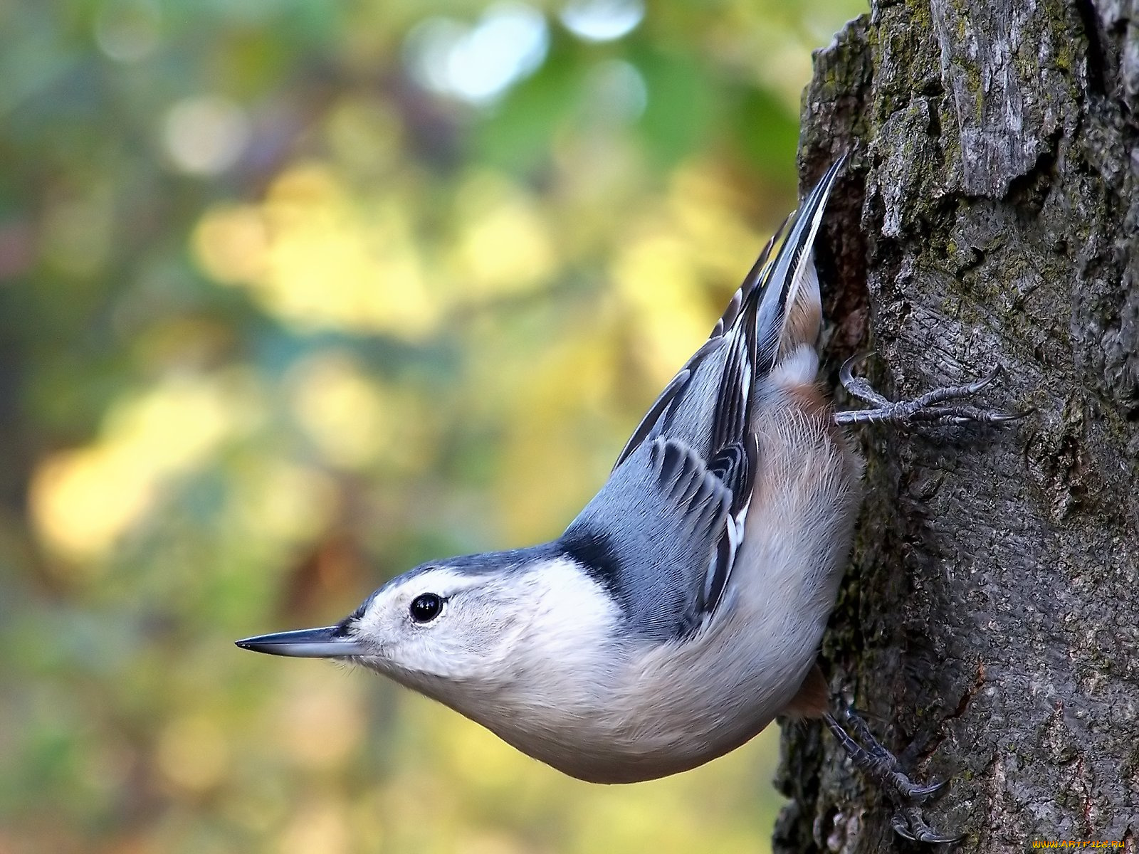 животные, поползни, дерево