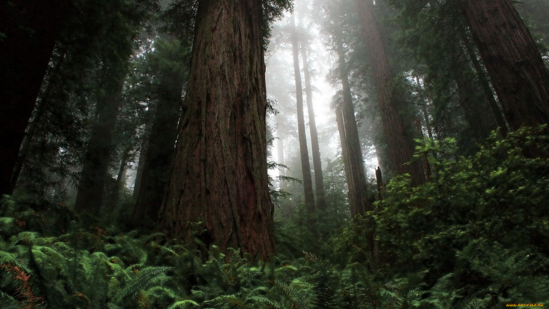 природа, лес, деревья