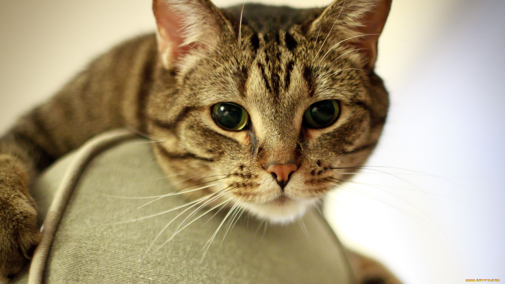 животные, коты