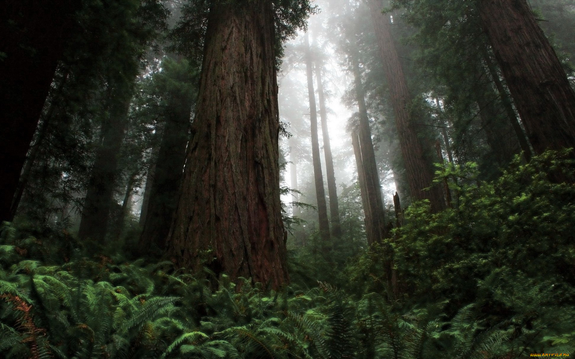 природа, лес, деревья