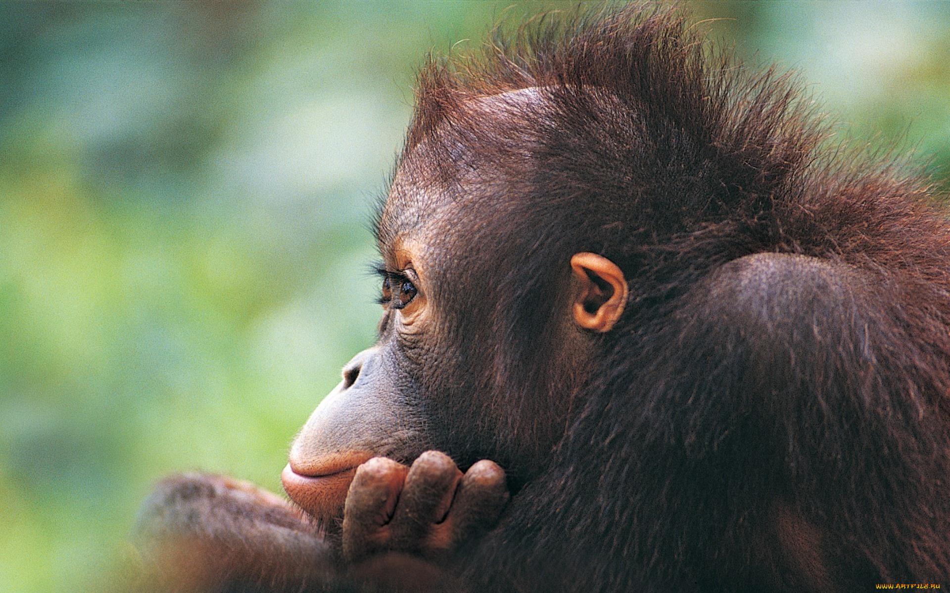 животные, обезьяны