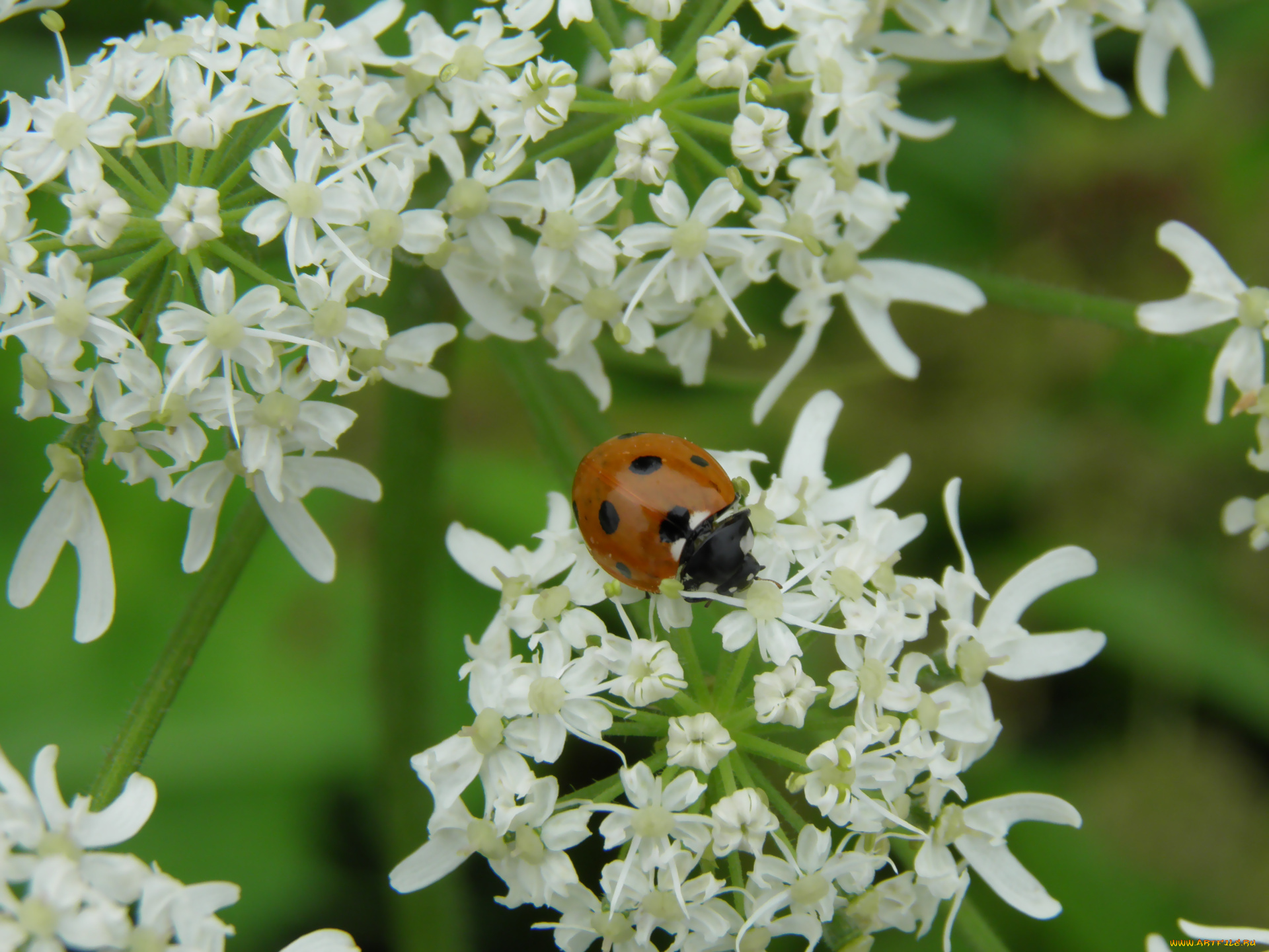 животные, божьи, коровки, божья, коровка