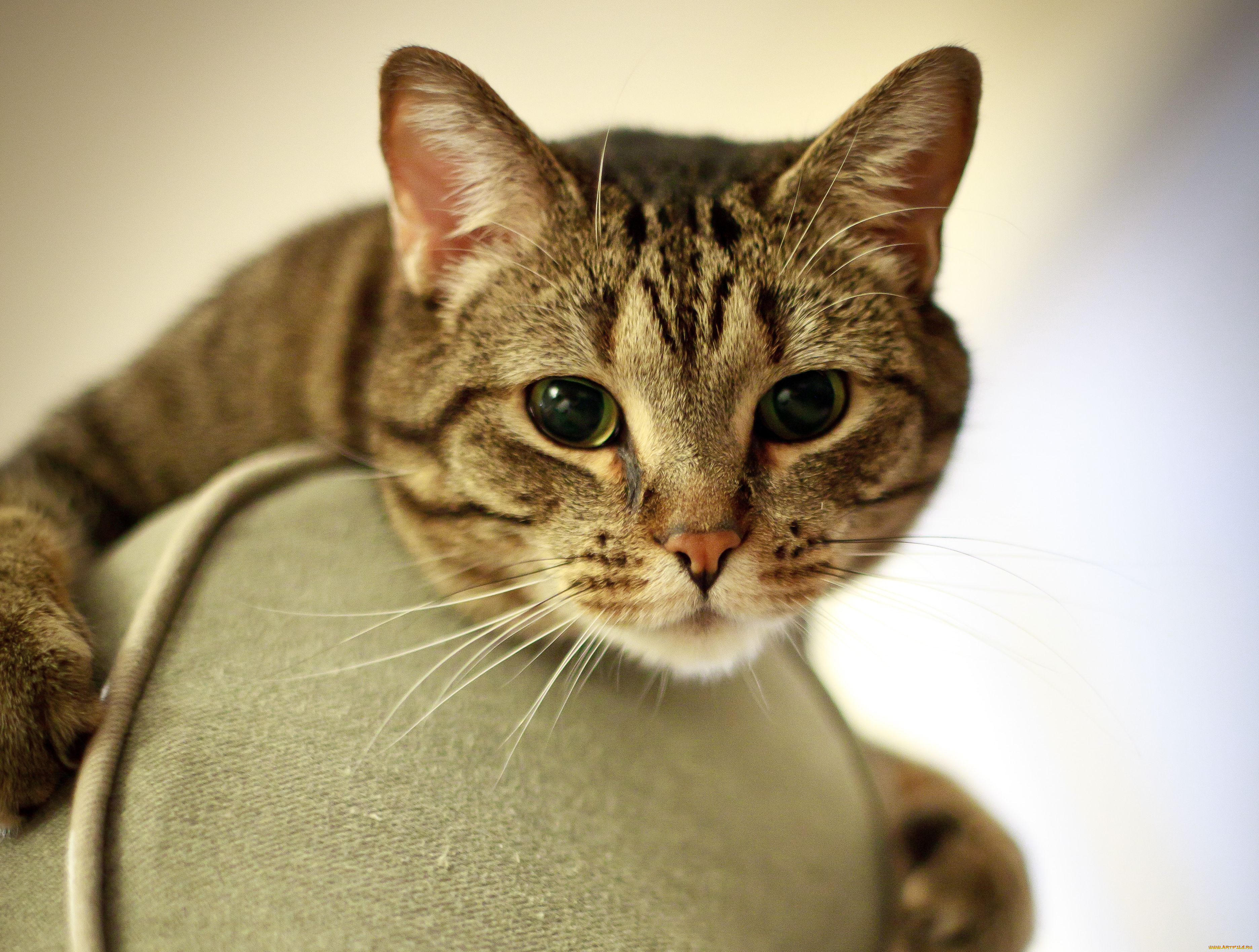 животные, коты