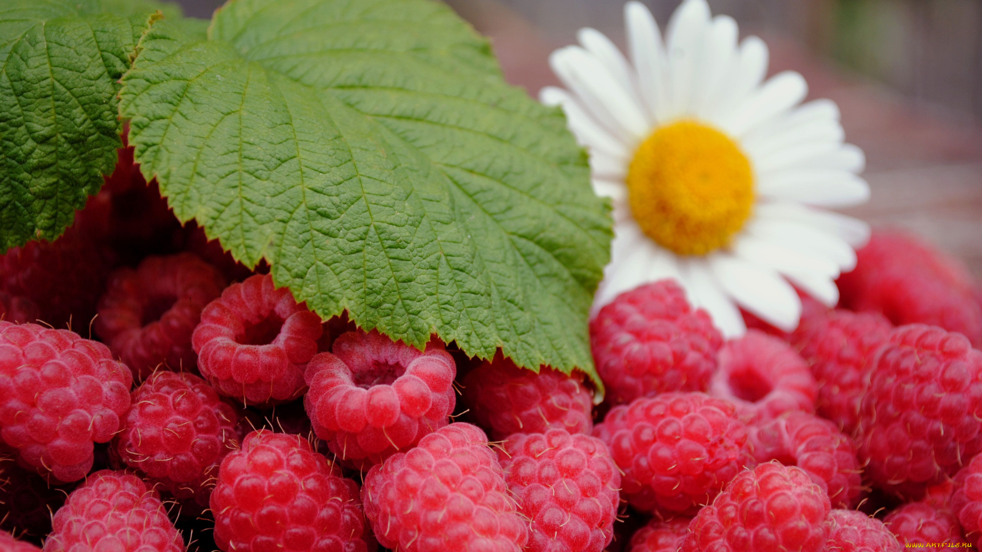 еда, малина, ягоды, ромашка, лист